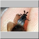 Schlupf eines Stylops-Maennchens 11.jpg